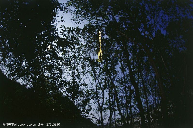 环境日树林中飞翔的蜻蜓