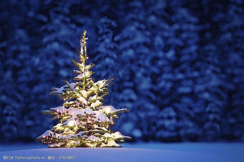 圣诞节风景雪地上的圣诞树