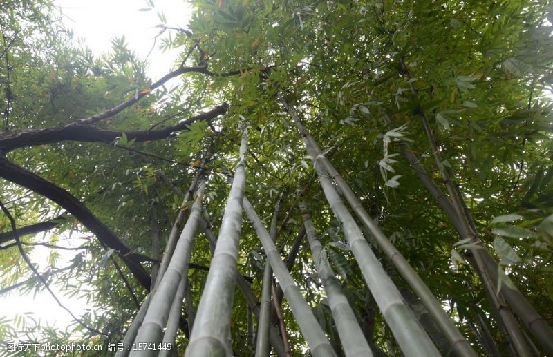 贵州竹子图片