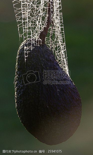 蜘蛛网阳光下的果实