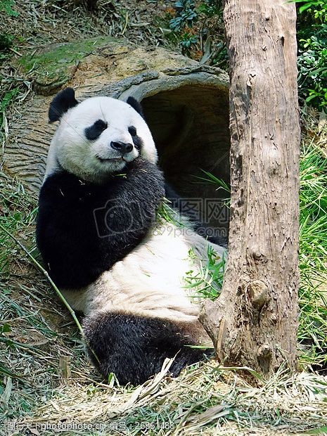 自然保护正在树根底下吃饭的熊猫