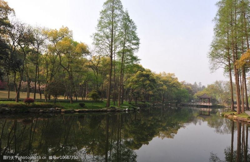 杭州西湖名胜湖边树木图片