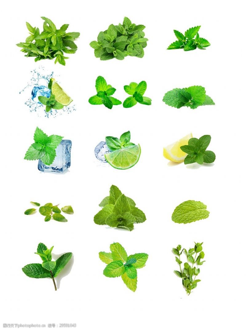 绿色植物薄荷实物PNG元素