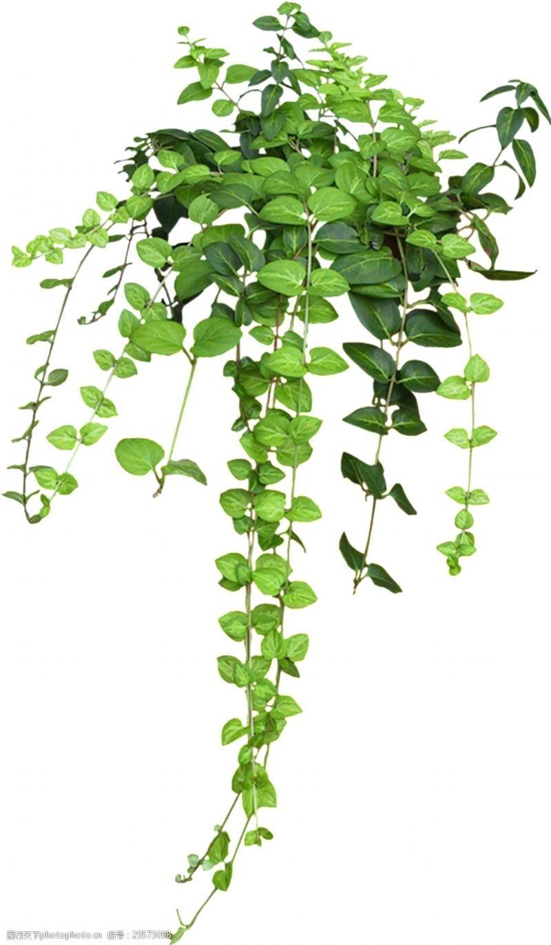 墙壁装饰绿叶透明植物素材