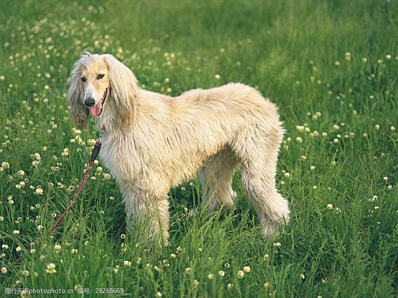 宠物动物名片草地上的宠物狗