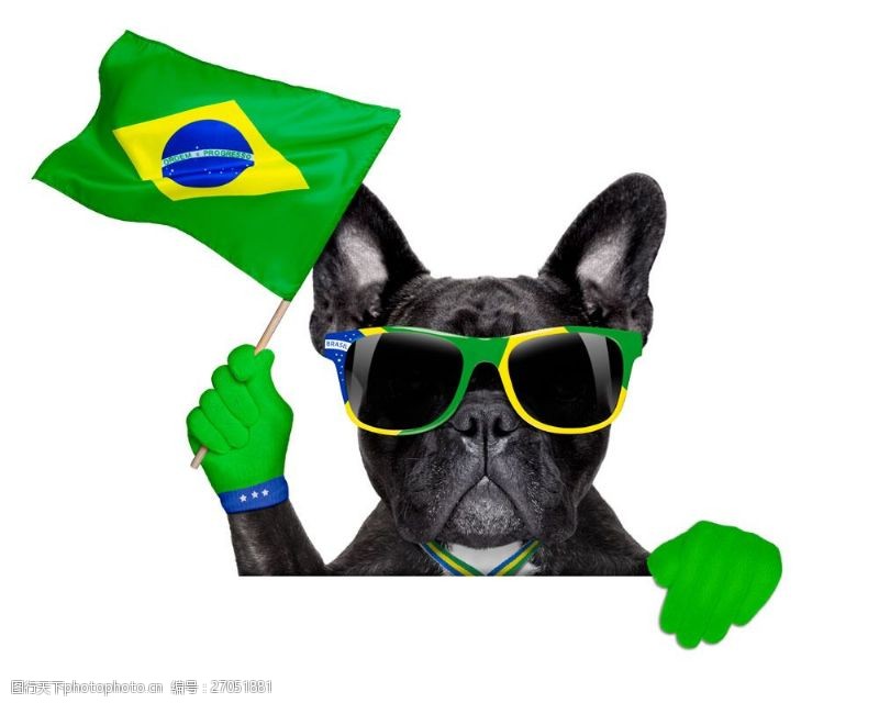 世界杯戴着眼镜的时尚小狗