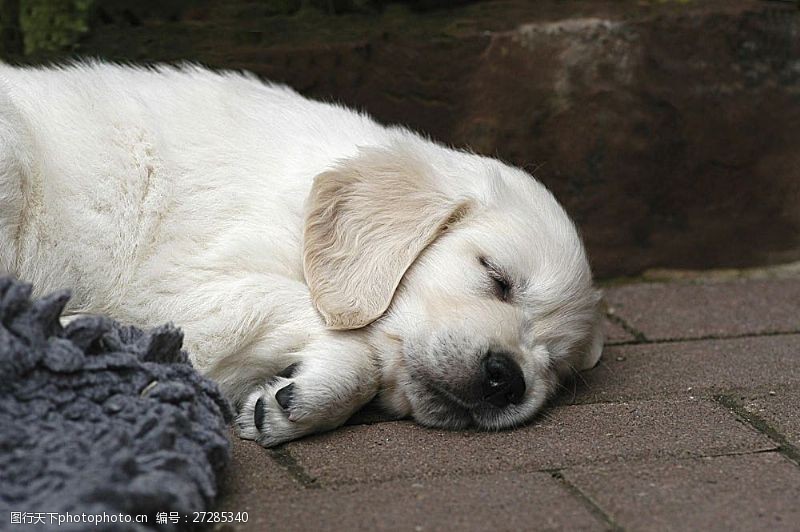 宠物动物名片睡着了的狗狗