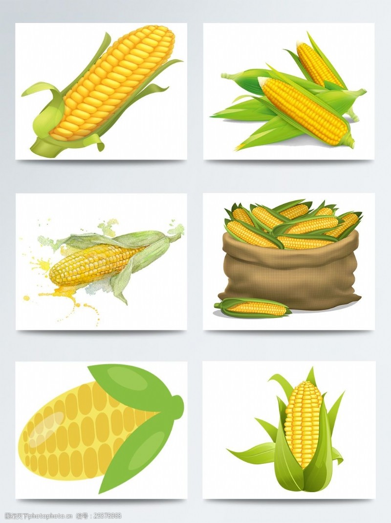 金黄玉米一组手绘玉米图案合集