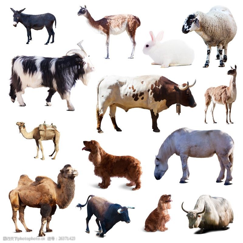 骆驼奶14种草原家畜高清图片