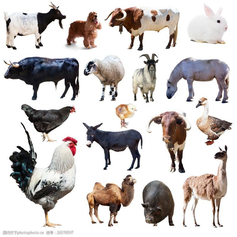 骆驼奶17种家禽家畜动物高清图片