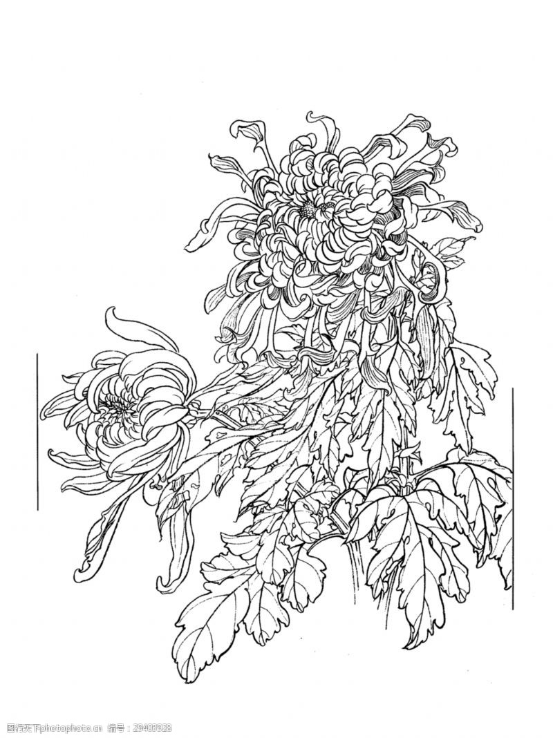 手稿简约线稿手绘菊花装饰元素