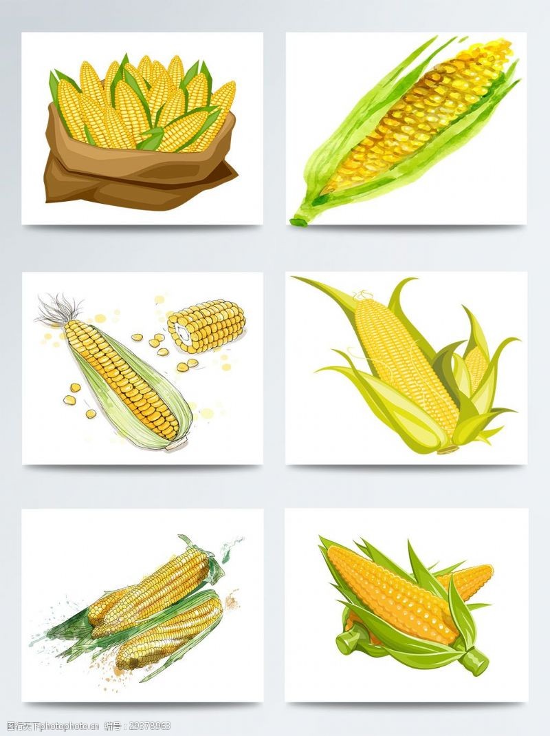 金黄玉米手绘卡通玉米图案合集