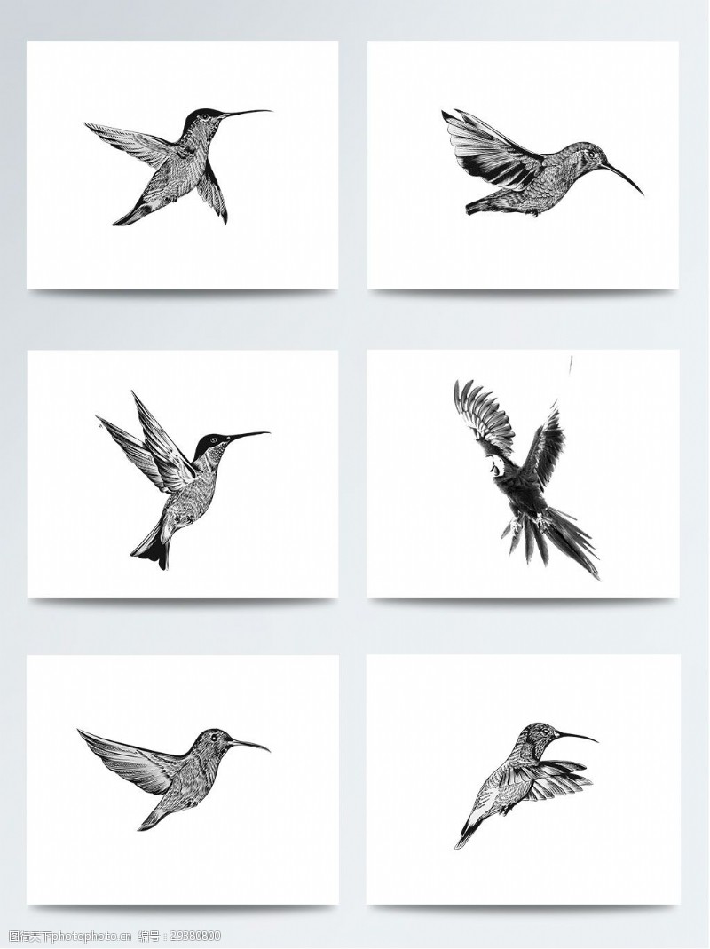 手稿世界湿地日线条写实黑白飞鸟PNG元素