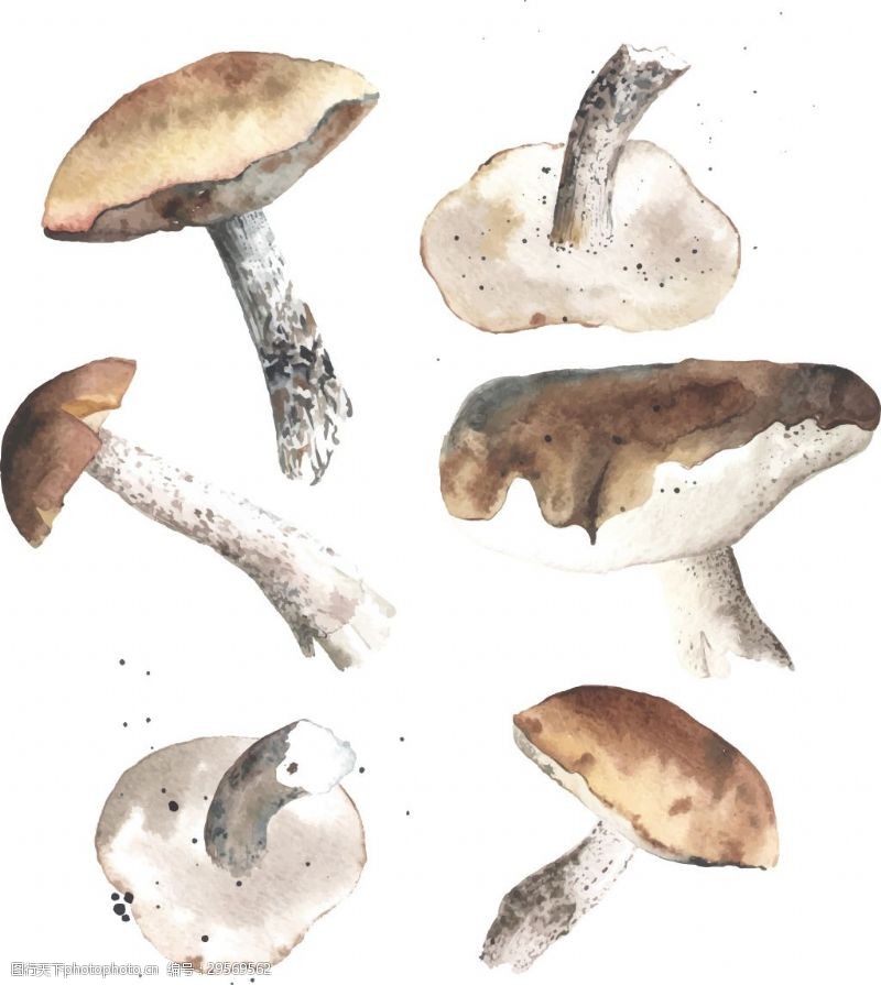 时尚水彩画清新水彩绘蘑菇插画