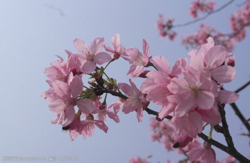 樱花旅游粉色樱花