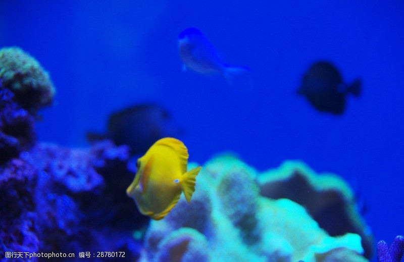 world珊瑚礁景观鱼