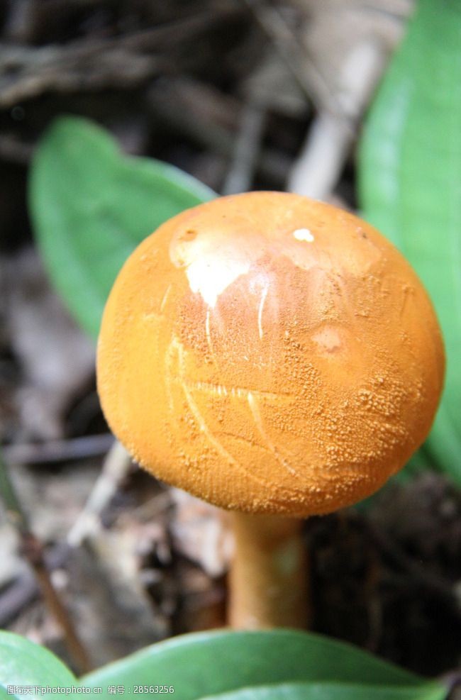 袁野野生蘑菇