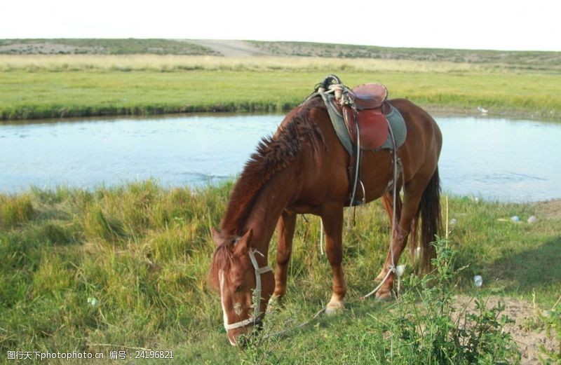 锡林郭勒草原上的马