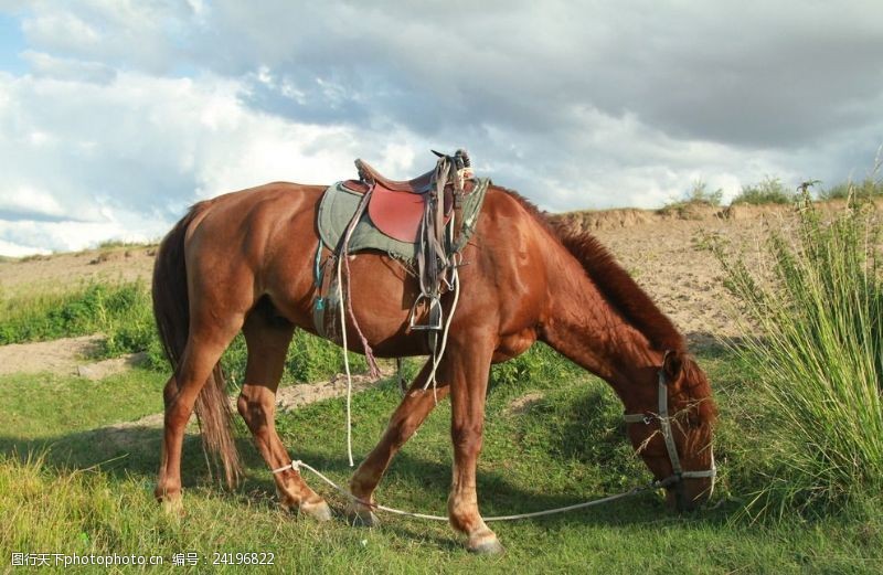 锡林郭勒草原上的马