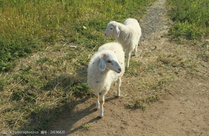 锡林郭勒草原上的羊