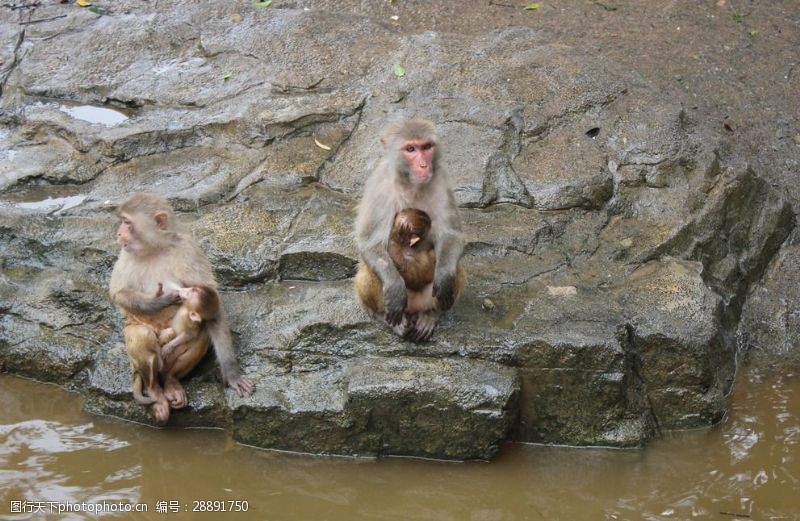 香江动物园猴子