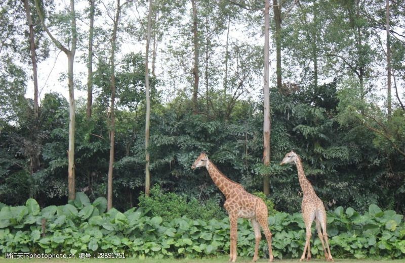 香江动物园长颈鹿