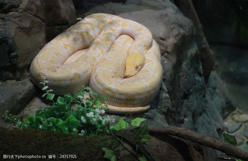 香江动物园蛇