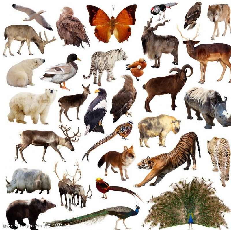 犀牛31种野生动物飞禽高清