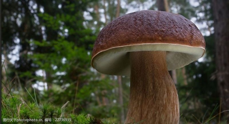 野蘑菇森林野生蘑菇